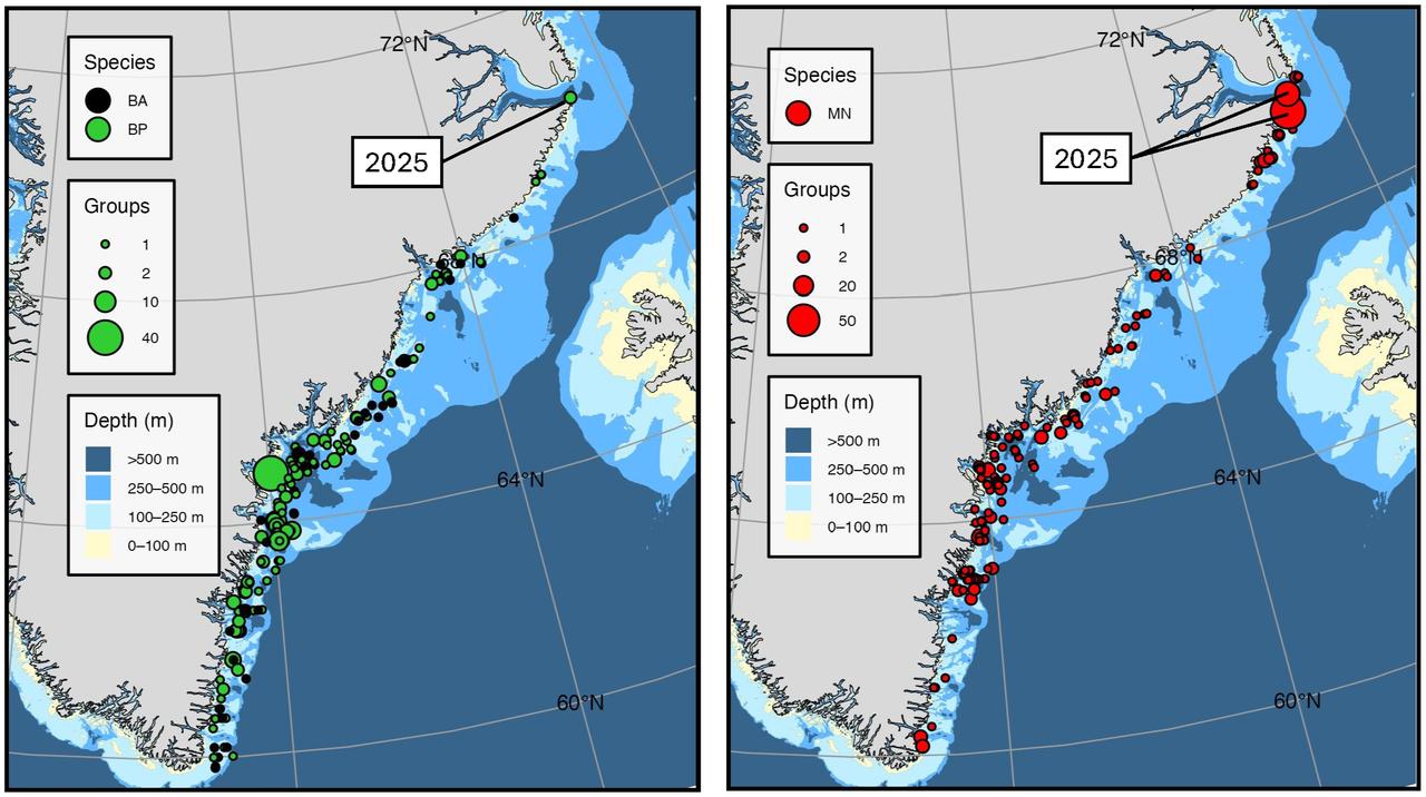 Sightings of fin (BP) and minke whales (BA) (left) and humpback whales (MN) (right) during aerial surveys in 2015, 2022 and 2024. Observations of large groups of humpback whales from a sailing vessel in 2025 are indicated south of the entrance to Scoresby Sound. (Photo via frontiersin.org)