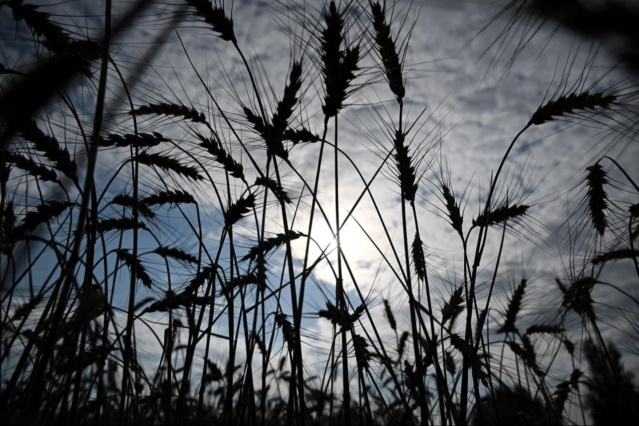 This general view shows a wheat field in the vicinity of Kolomna in the Moscow region on August 17, 2026. (AFP Photo)
