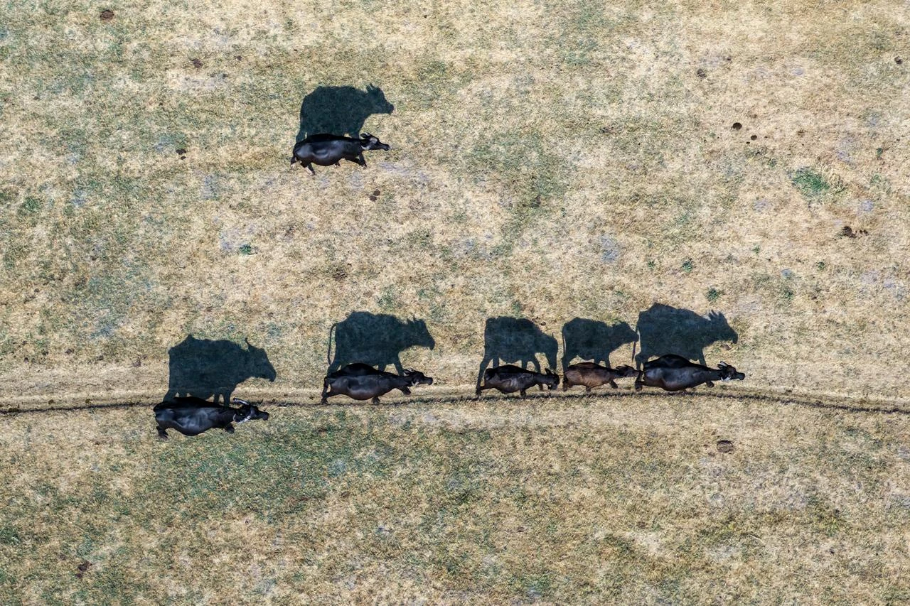 Water buffalo move across a pasture as traditional buffalo breeding continues in Kayseri, Türkiye, Aug. 19, 2026. (AA Photo)