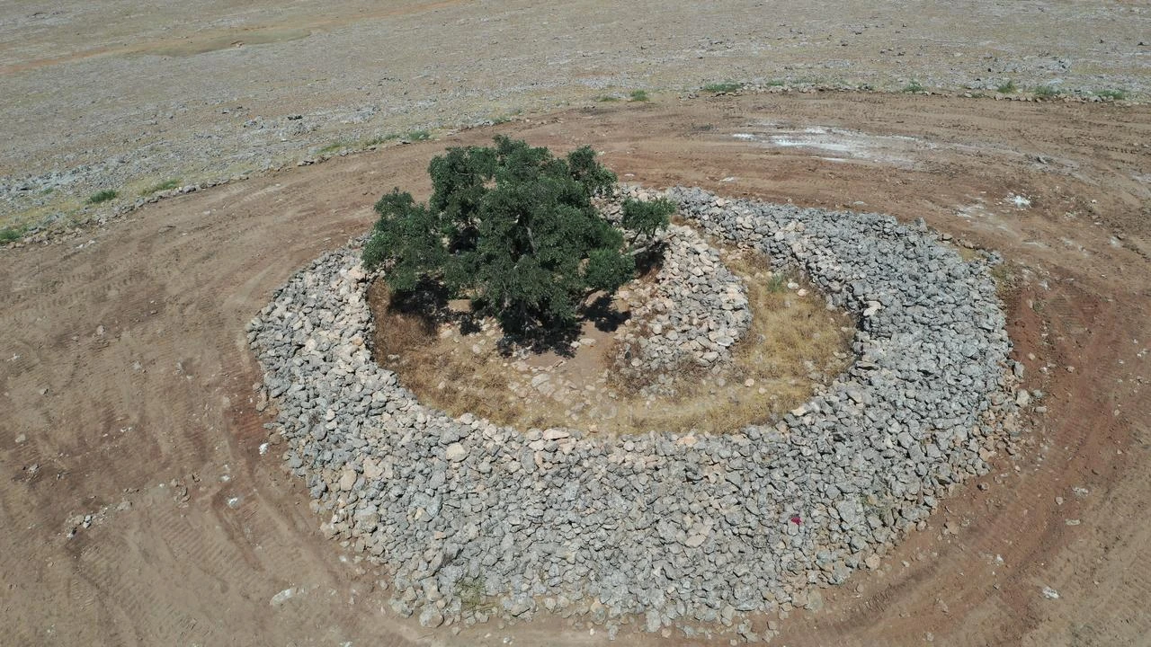 Türkiye's 1,332-year-old olive tree still bears fruit
