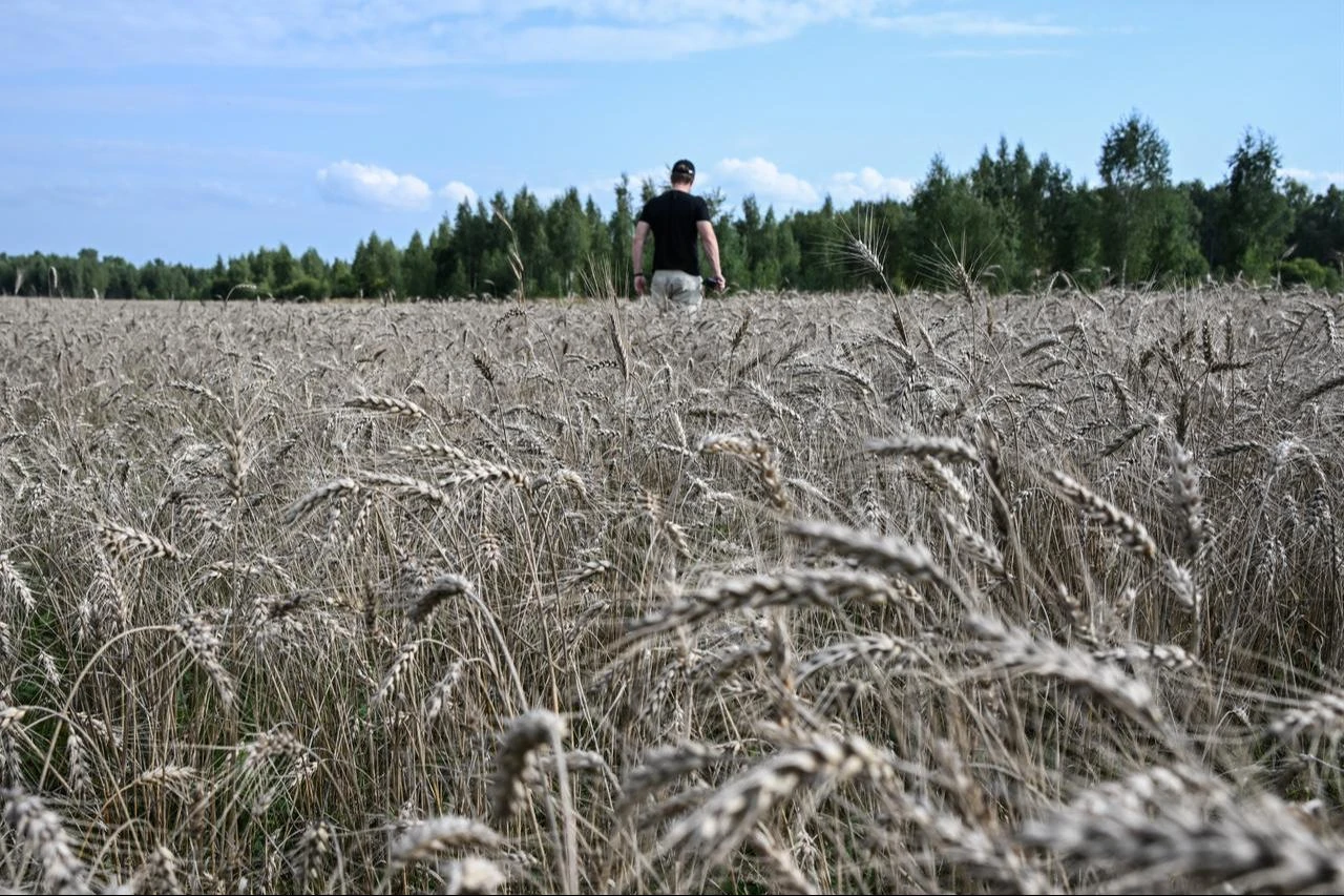 A farmer walks in a wheat field in the vicinity of Kolomna in the Moscow region on August 17, 2026. (AFP Photo)