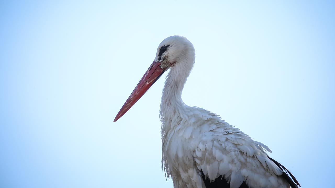 Storks begin migration south from Türkiye Image