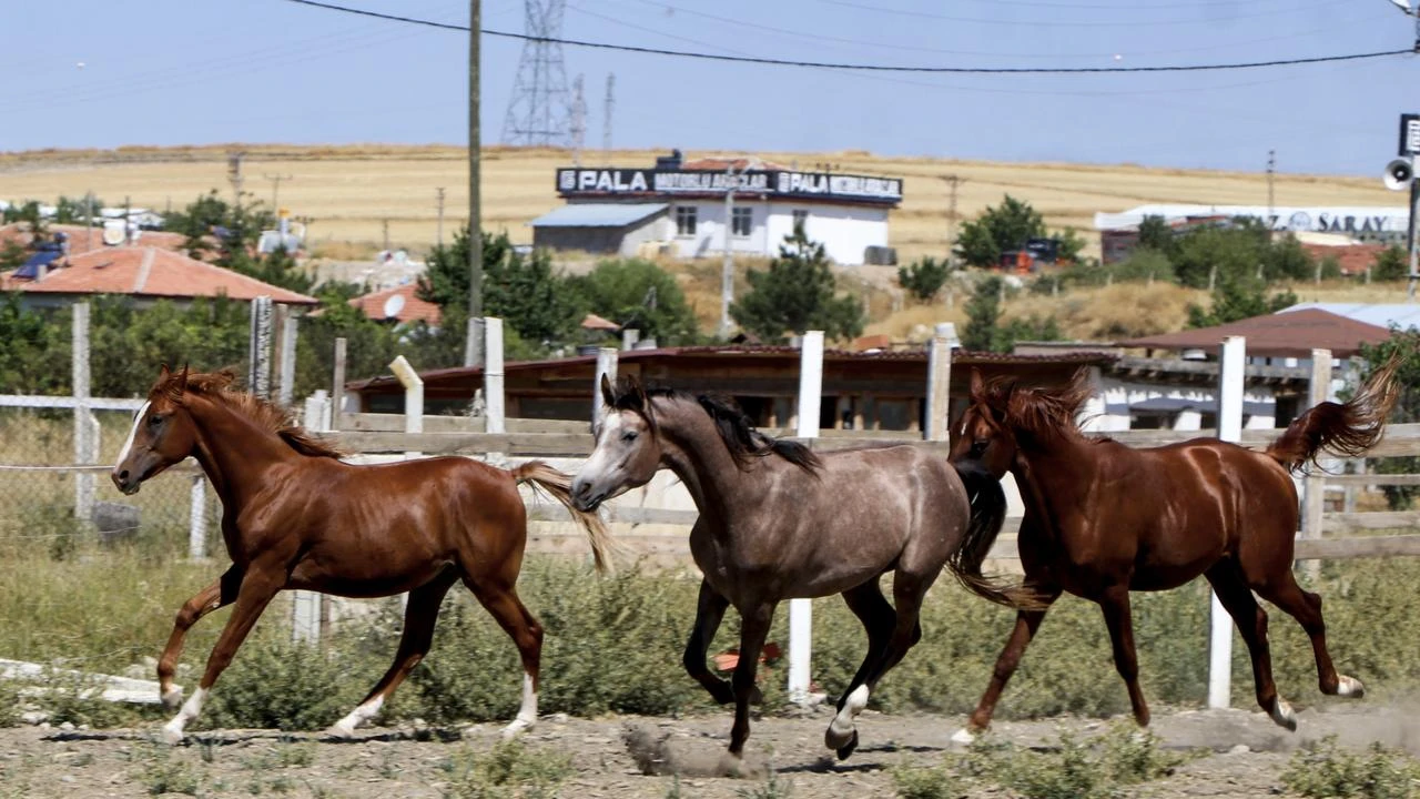 Turkish family turns pandemic hobby into Arabian horse breeding venture