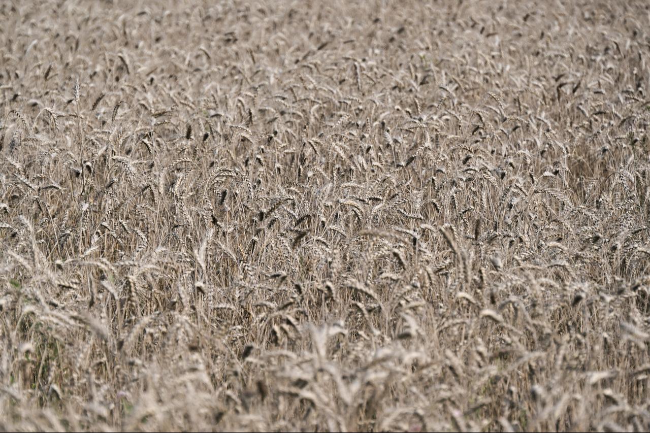 This general view shows a wheat field in the vicinity of Kolomna in the Moscow region on August 17, 2026. (AFP Photo)