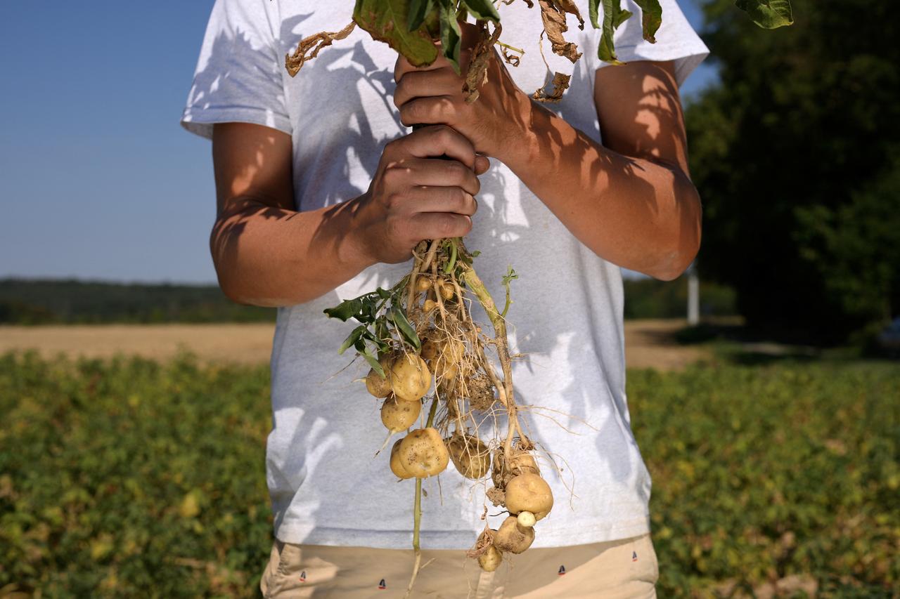Drought shrinks Belgian potato harvest to fraction of normal  