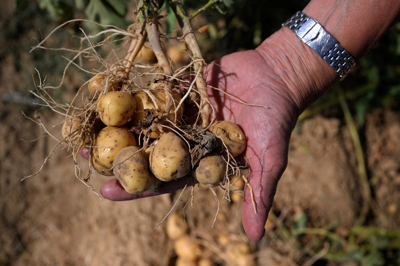 A farmer holds harvested potatoes in a field in the village of Nandrin on August 14, 2026. (AFP Photo)