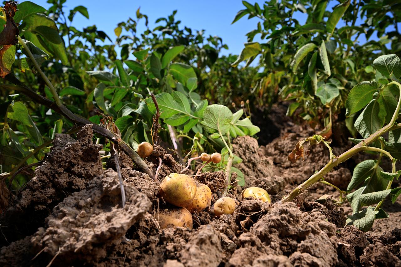 This photograph shows small-calibre potatoes growing in a field in the village of Nandrin on August 14, 2026. (AFP Photo)