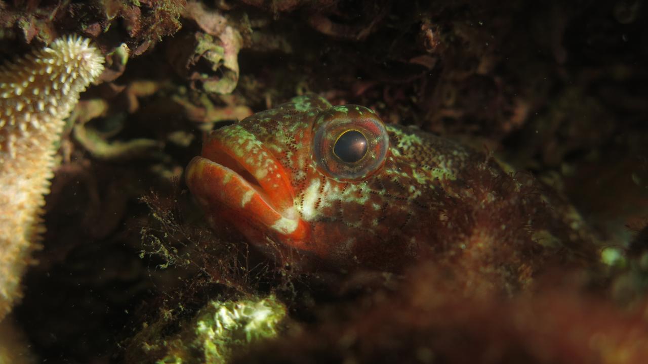 Divers document return of rare species off Princes' Islands