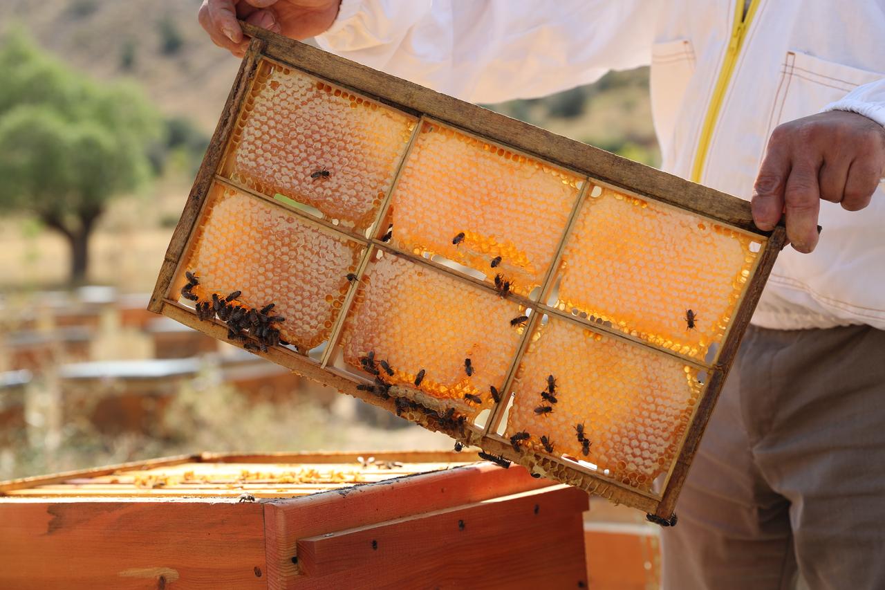 A beekeeper holds a honey-filled frame covered with bees at an apiary in Erzincan, Türkiye, Aug. 26, 2026. (AA Photo)