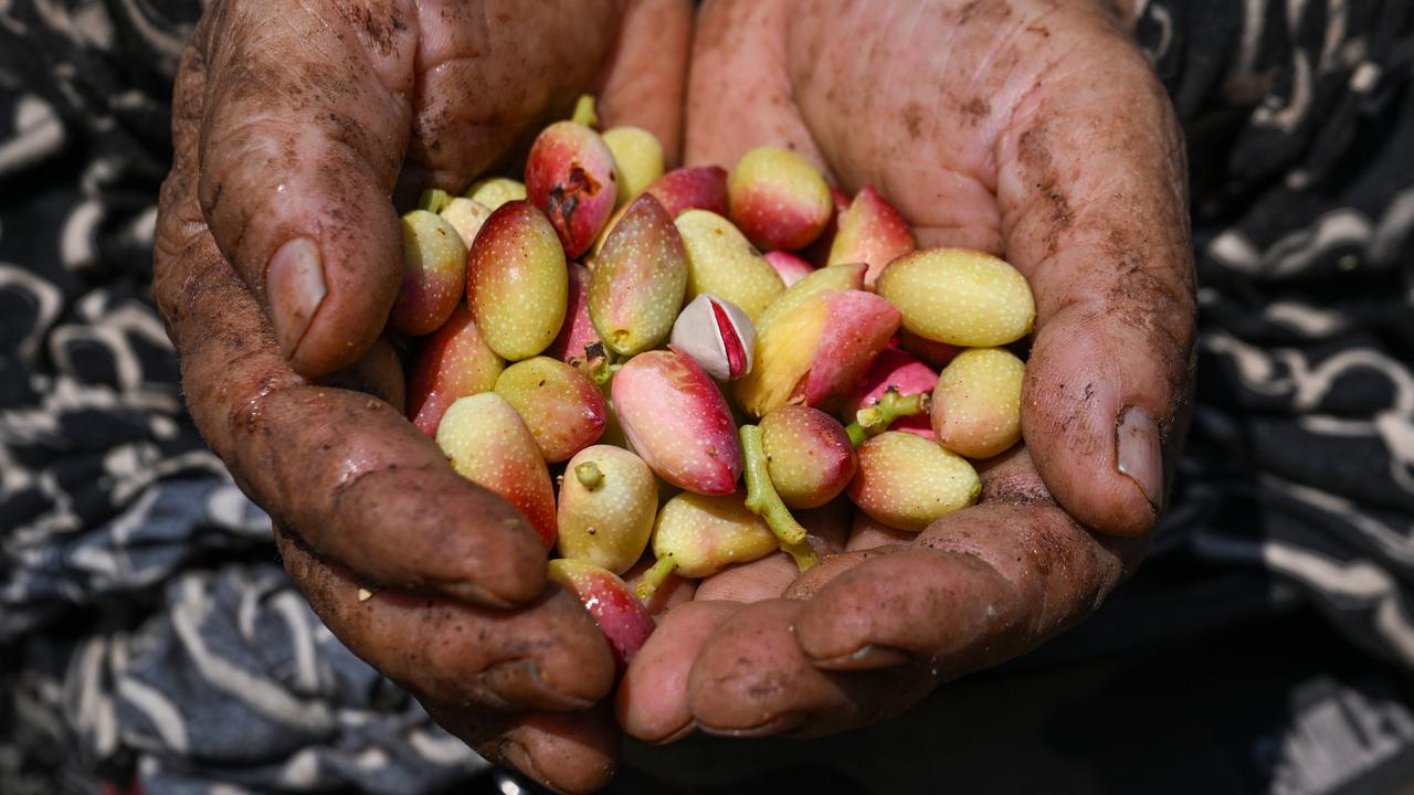 Gaziantep's pistachio harvest kicks off with early-season variety