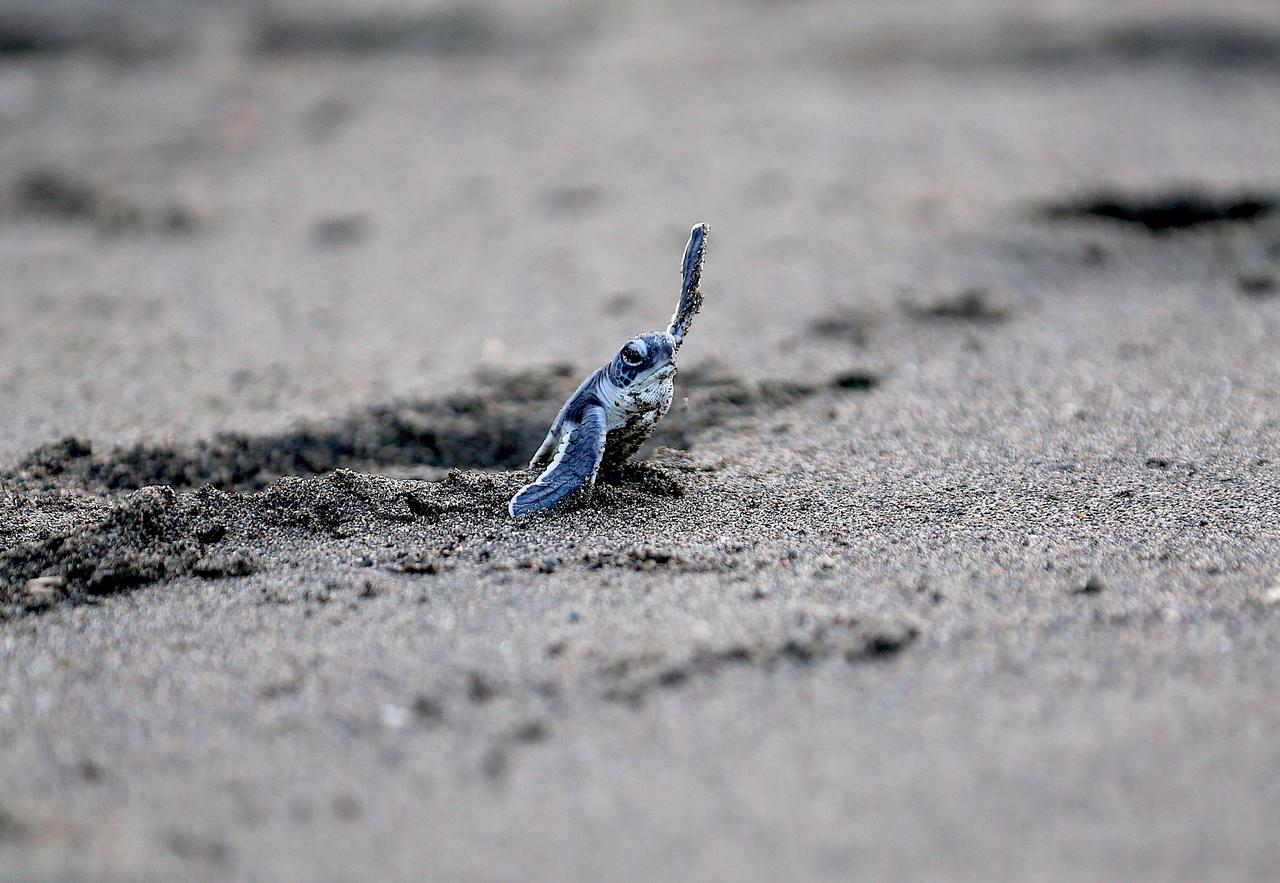 Green sea turtle hatchlings make first journey to Mediterranean
