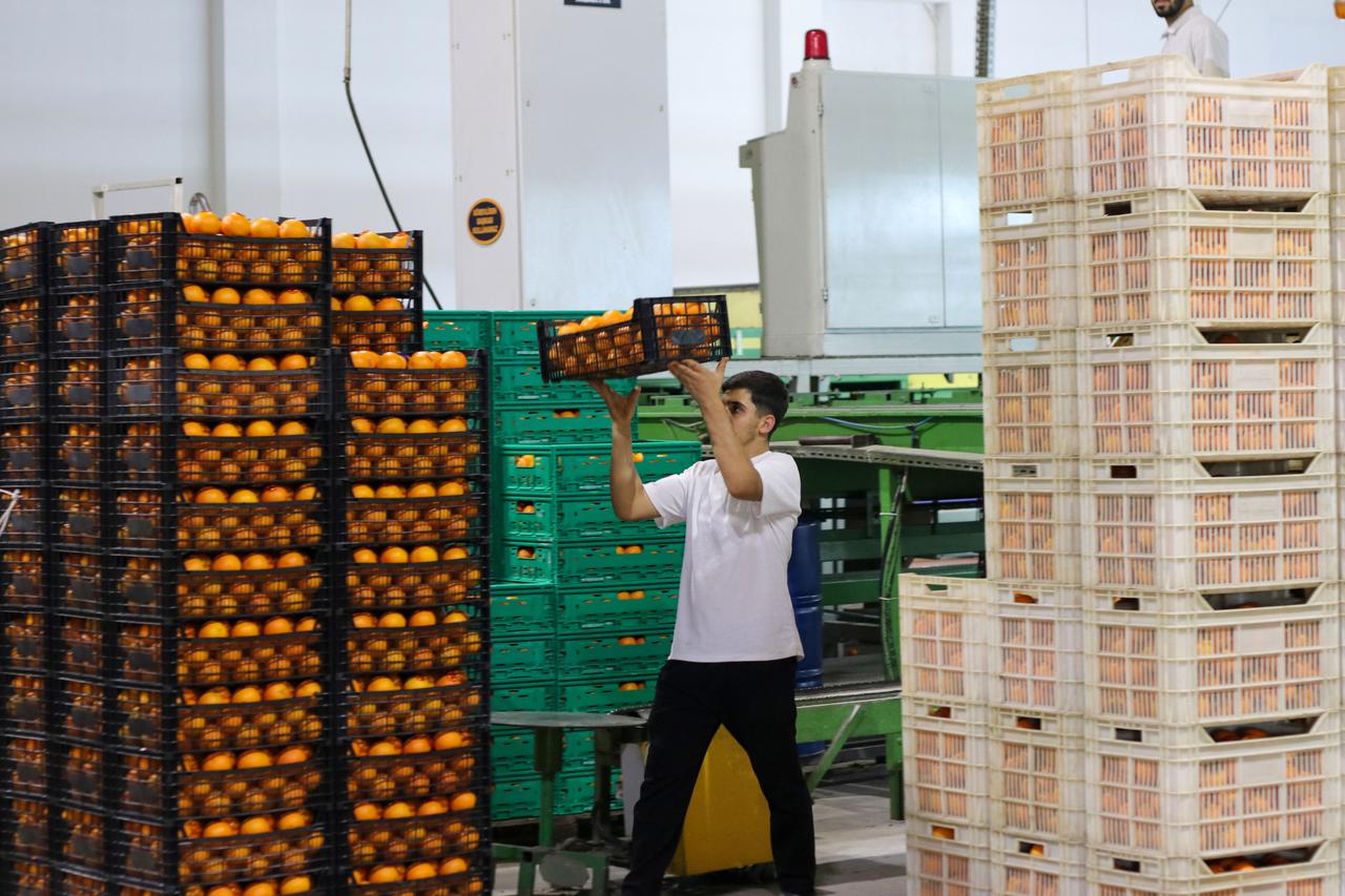Türkiye's fresh fruit exports top $1B for first time in 7-month period