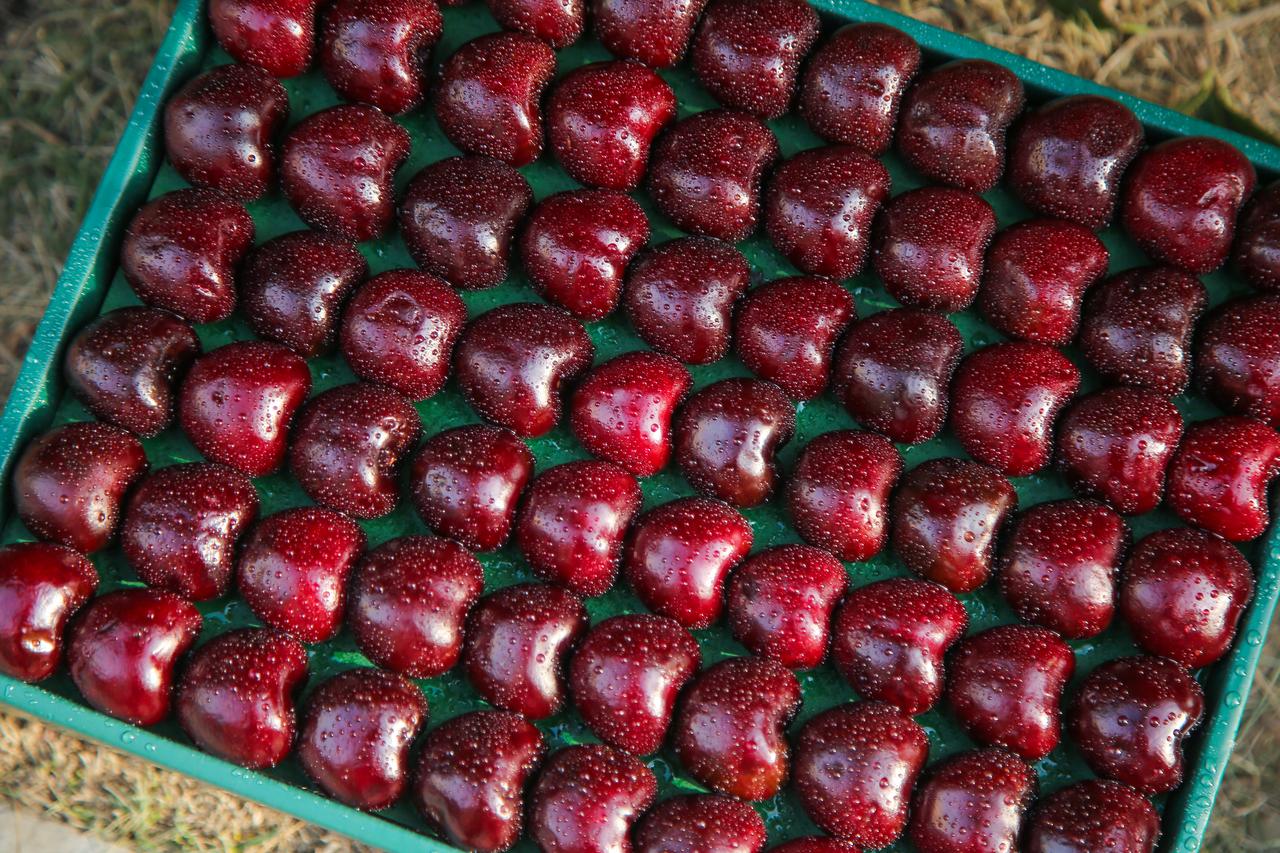 Photo shows fresh red cherries in Green crate, accessed on Aug. 26, 2026. (Adobe Stock Photo)