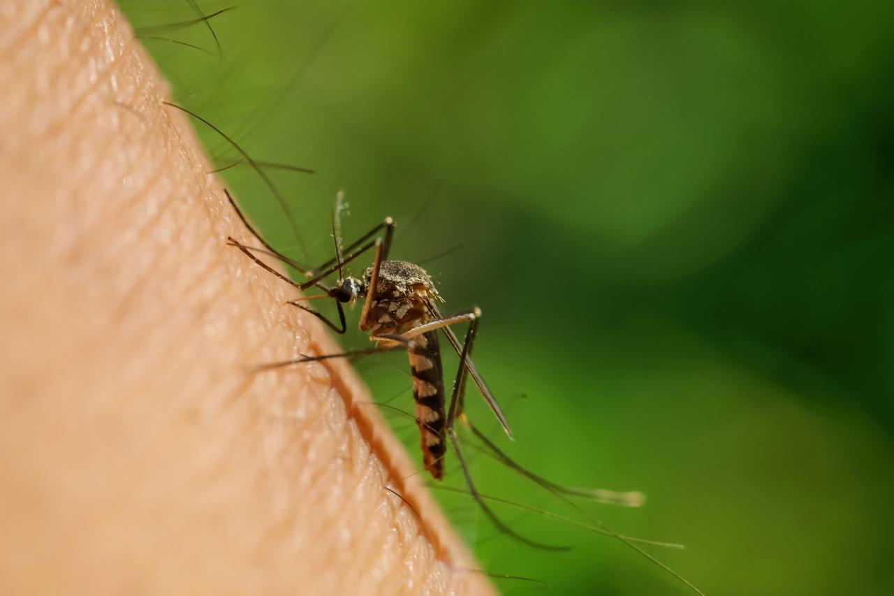 Close-up of an insect feeding on human skin. (Photo via Adobe Stock)