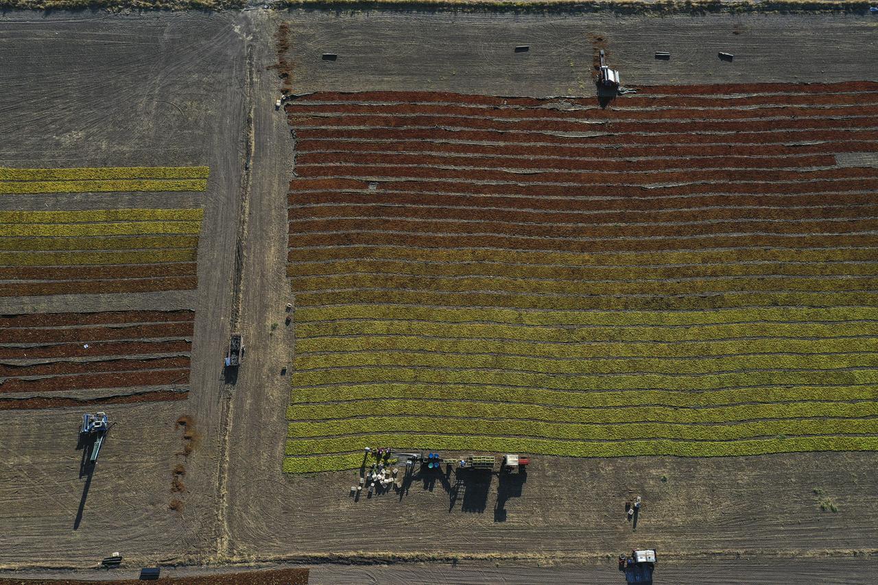 Manisa's Sultani grapes dried for export amid delayed, heat-hit harvest