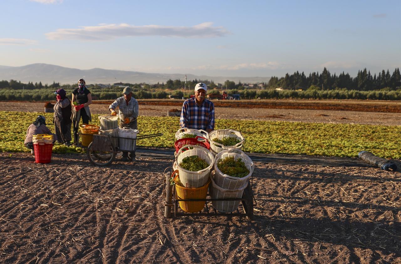 Farmer carrying grapes after collecting them frıom the fields in Manisa. (AA Photo)