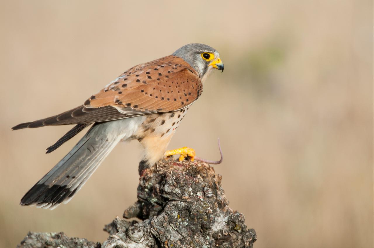 A kestrel perches on a tree stump with prey in its talons. (Adobe Stock Photo)