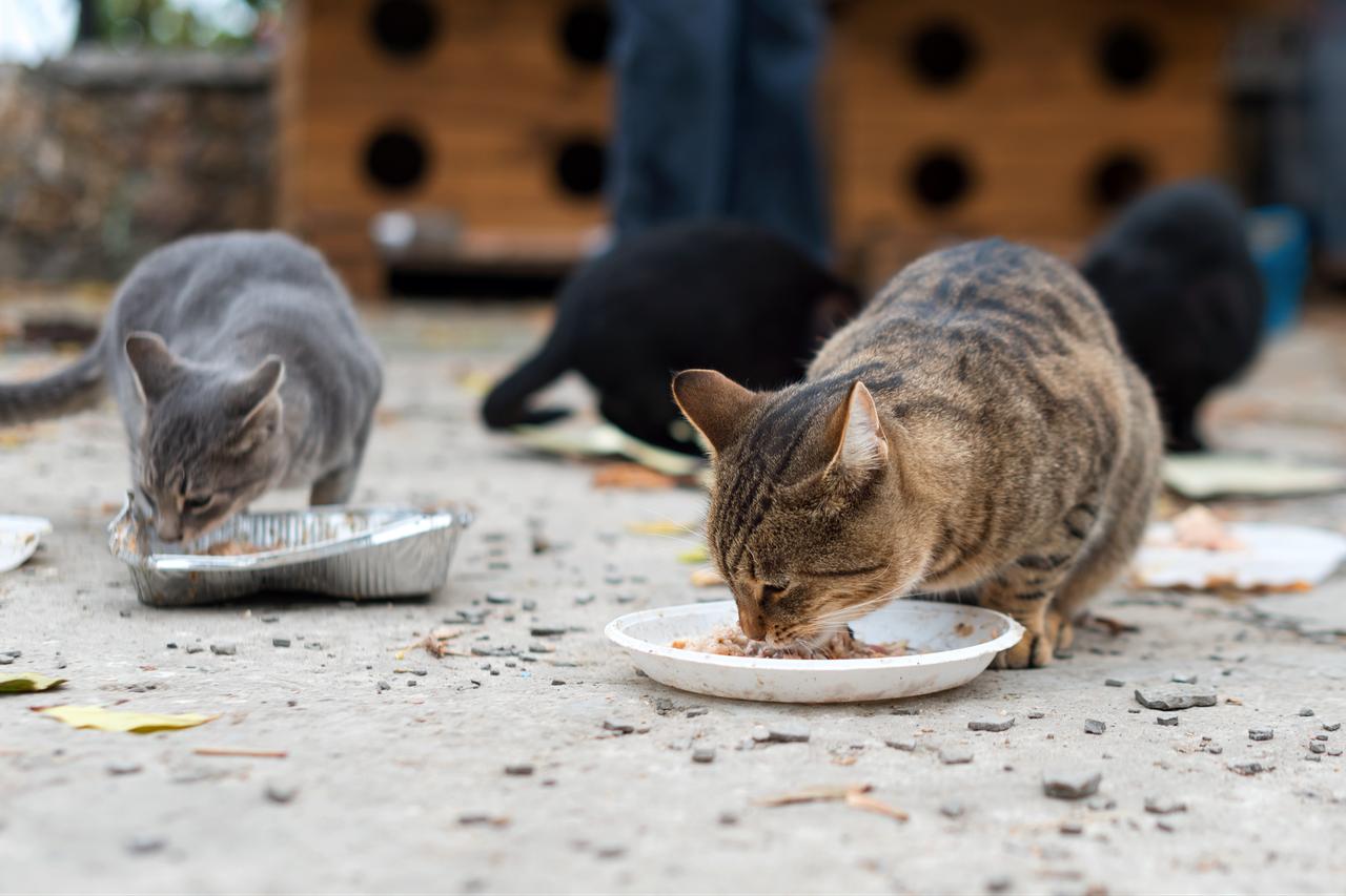 Stray cats eat food from plates at an outdoor feeding area. (Adobe Stock Photo)