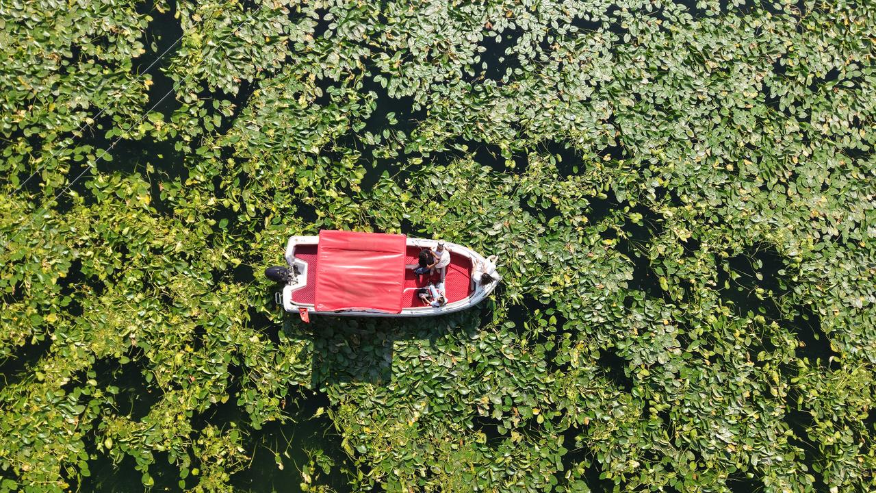 Türkiye's hidden lake blooms with water lilies