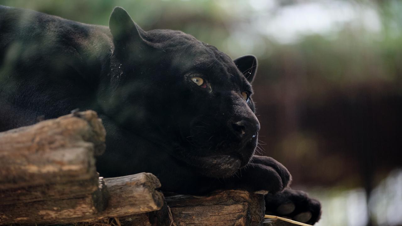 Rare black jaguar cub makes public debut at Naples zoo
