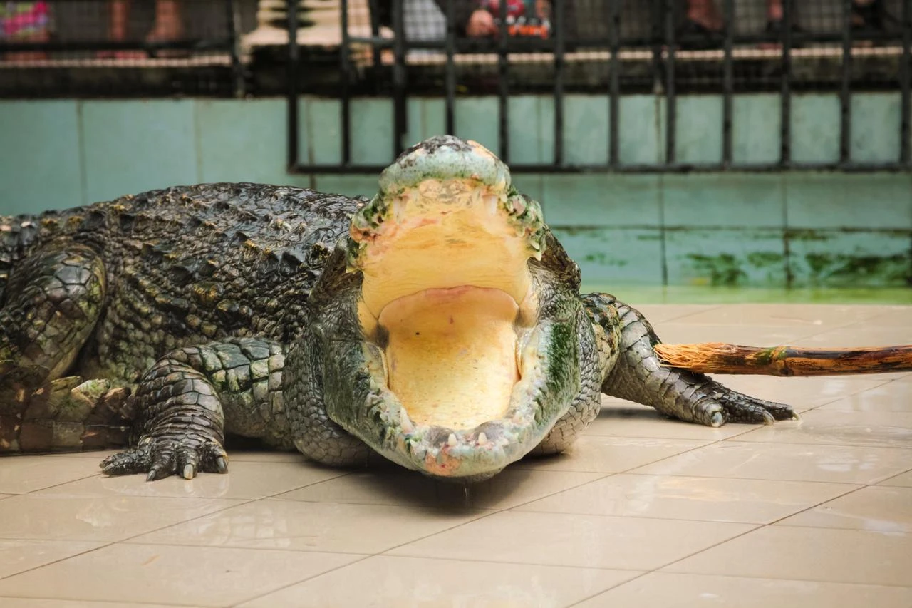 Israeli court halts Ben-Gvir's crocodile-moat prison plan Image