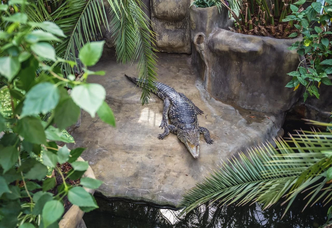 The photo shows a Cuban crocodile, also known as Crocodylus rhombifer, in the Warsaw Zoological Garden on an unspecified date. (Adobe Stock Photo)