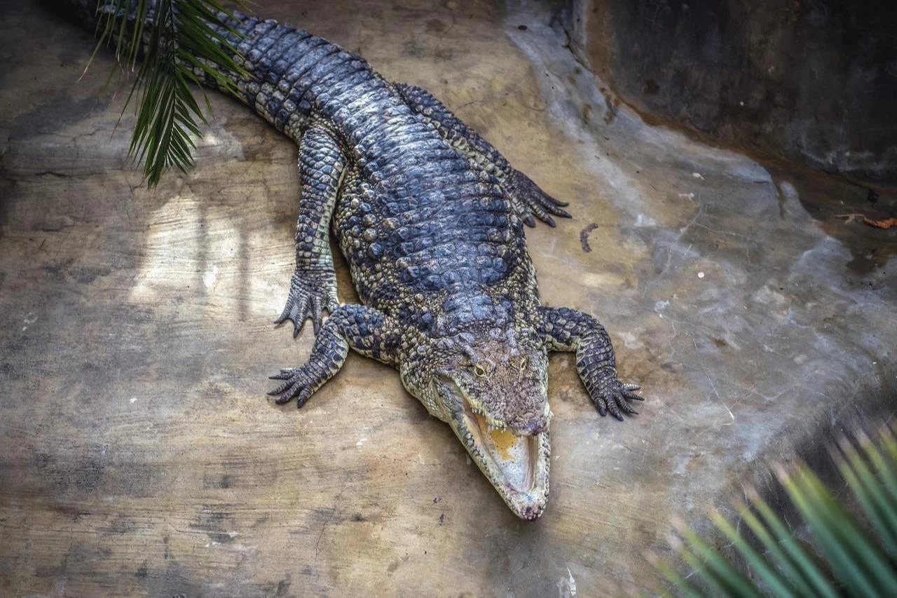 A Cuban crocodile (Crocodylus rhombifer) in Warsaw Zoological Garden in Warsaw, Poland, on May 12, 2015. (Adobe Stock Photo)