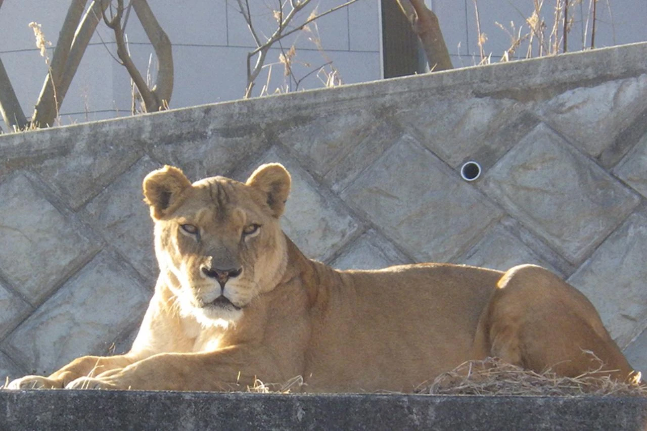 Three lions die of suspected heatstroke at Tokyo zoo