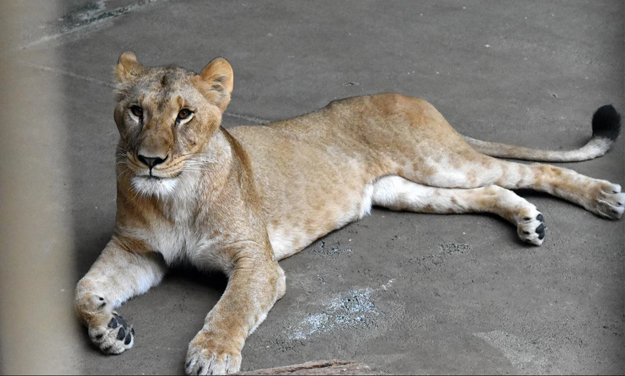 Female lion Mugi, 3, rests inside her enclosure at Tama Zoo in Hino, Tokyo, May 28, 2025. (Photo via Tama Zoo)