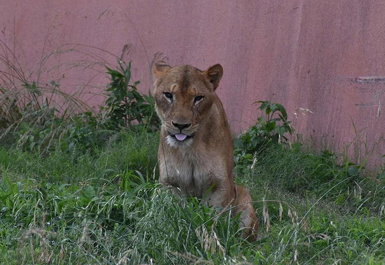 Female lion Ichigo, 11, sits in the grass at Tama Zoo in Hino, Tokyo, June 1, 2024. (Photo via Tama Zoo)