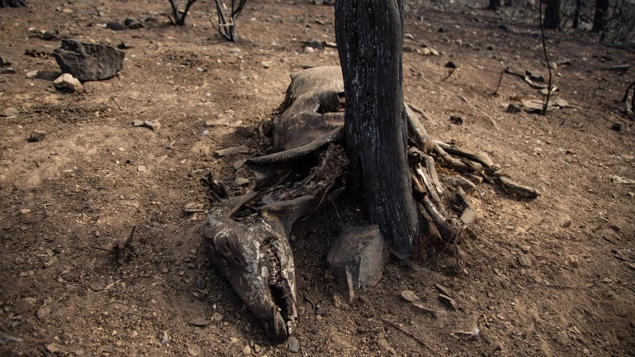 Anadolu Agency