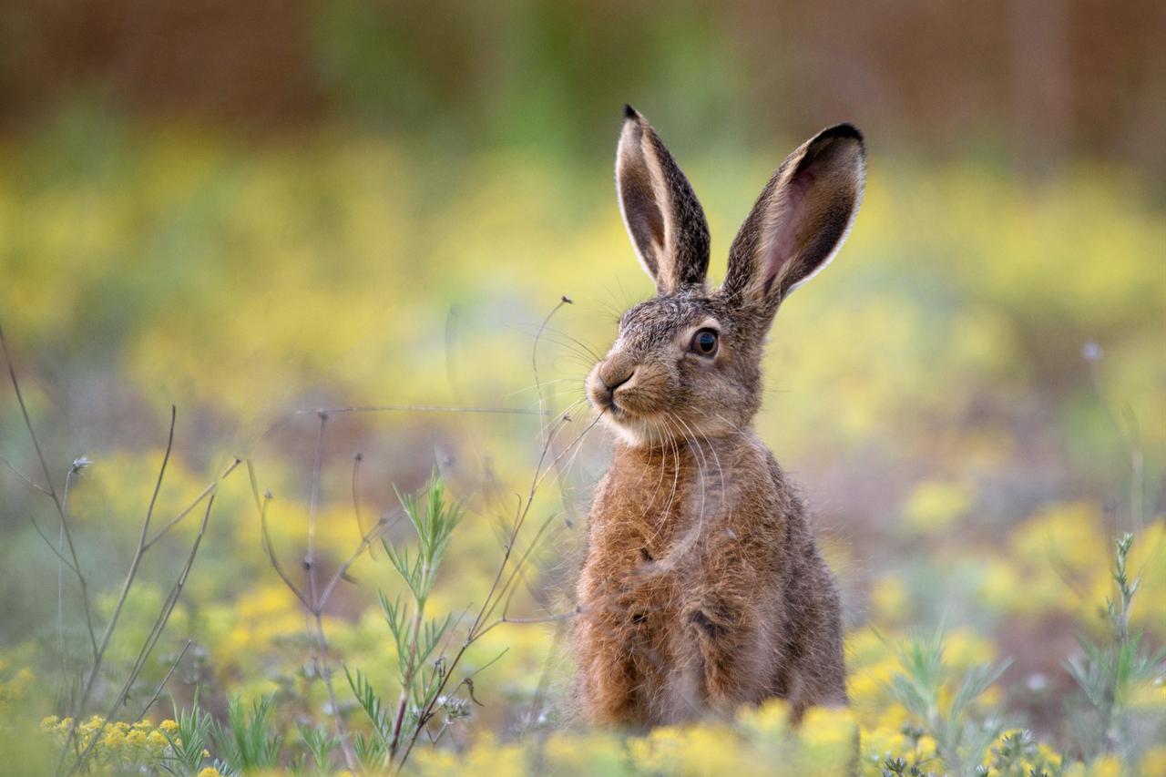 Türkiye treats, releases 4,732 injured wild animals in 2026