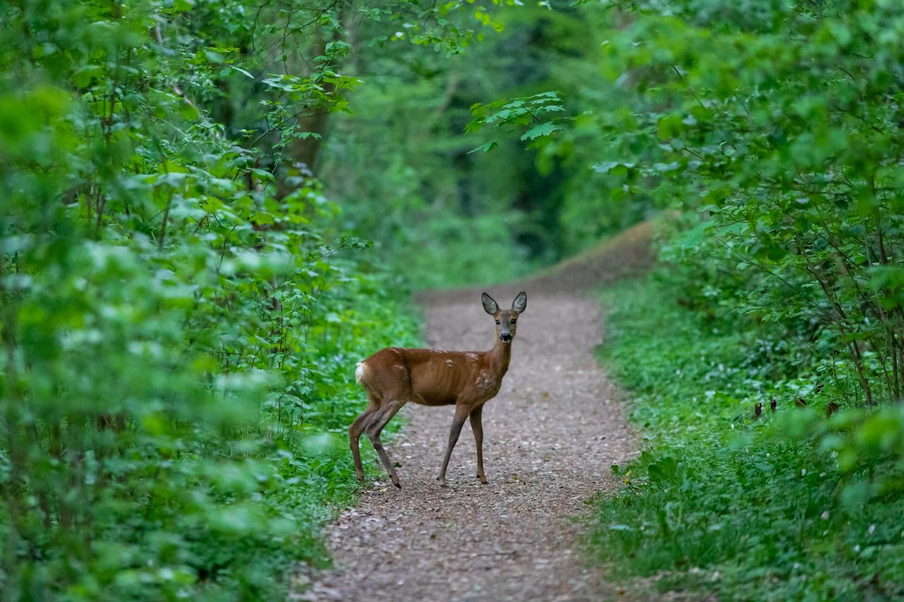 A roe deer stands on a forest path surrounded by dense green vegetation. (Adobe Stock Photo)