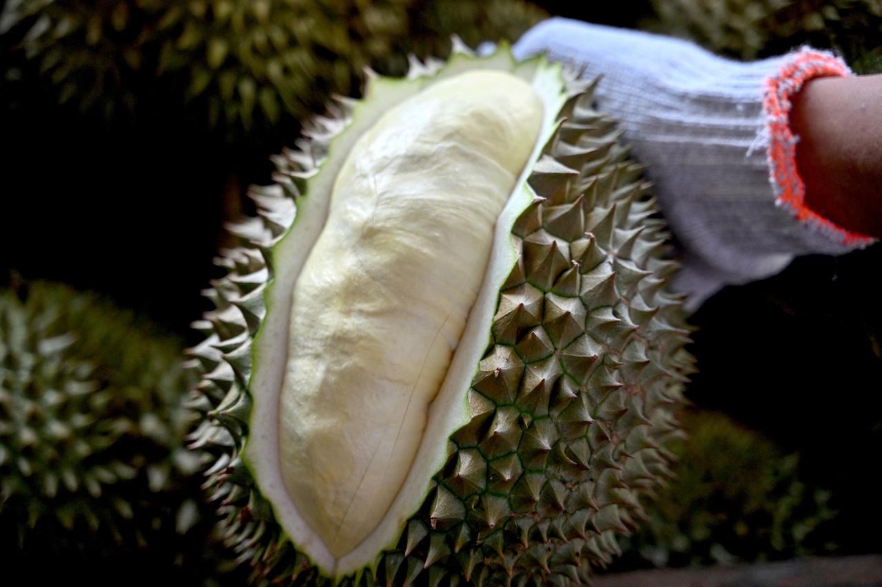 Vietnam overtakes Thailand as top China durian supplier