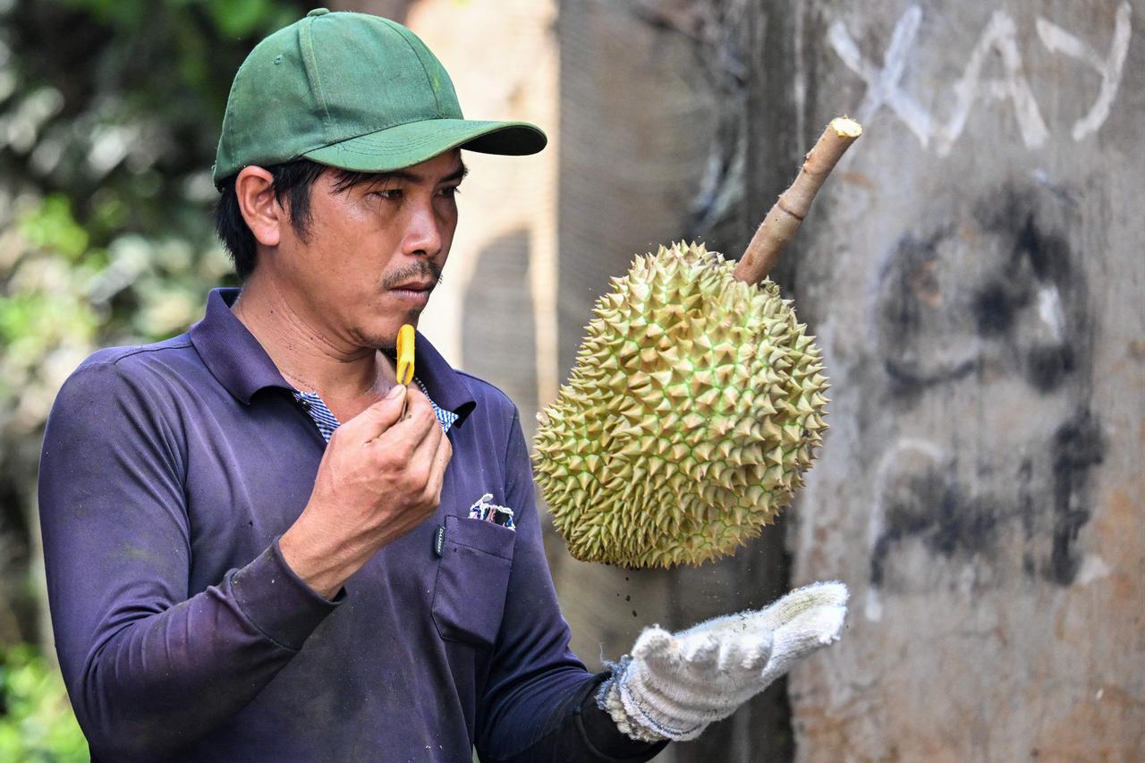 A worker inspects a durian at an orchard in Vietnam, Aug. 30, 2026. (AFP Photo)