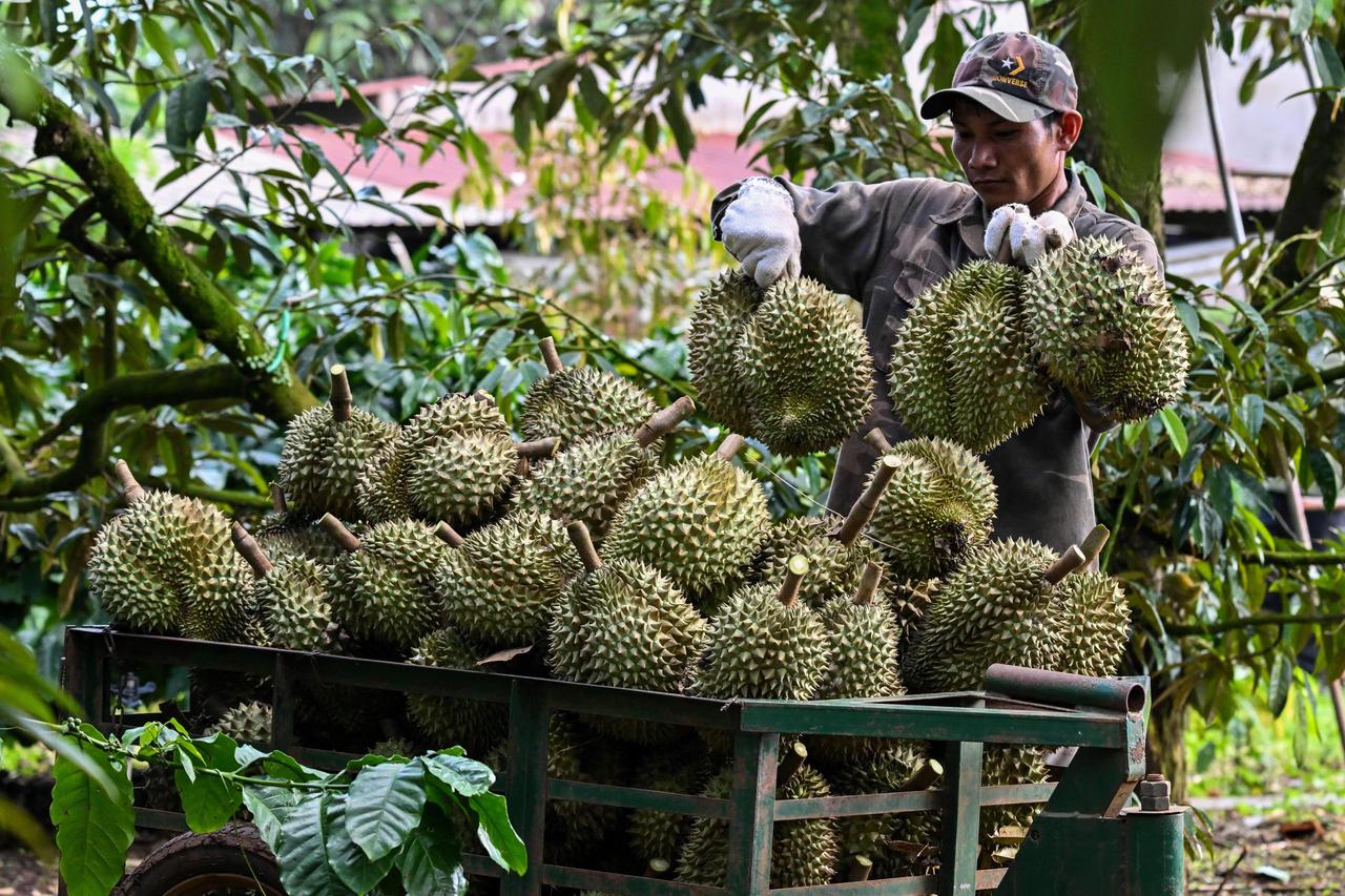 A worker sorts freshly harvested durians at an orchard in Vietnam, Aug. 30, 2026. (AFP Photo)