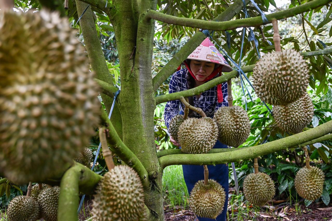 A woman checks durians growing on a tree at an orchard in Vietnam, Aug. 30, 2026. (AFP Photo)