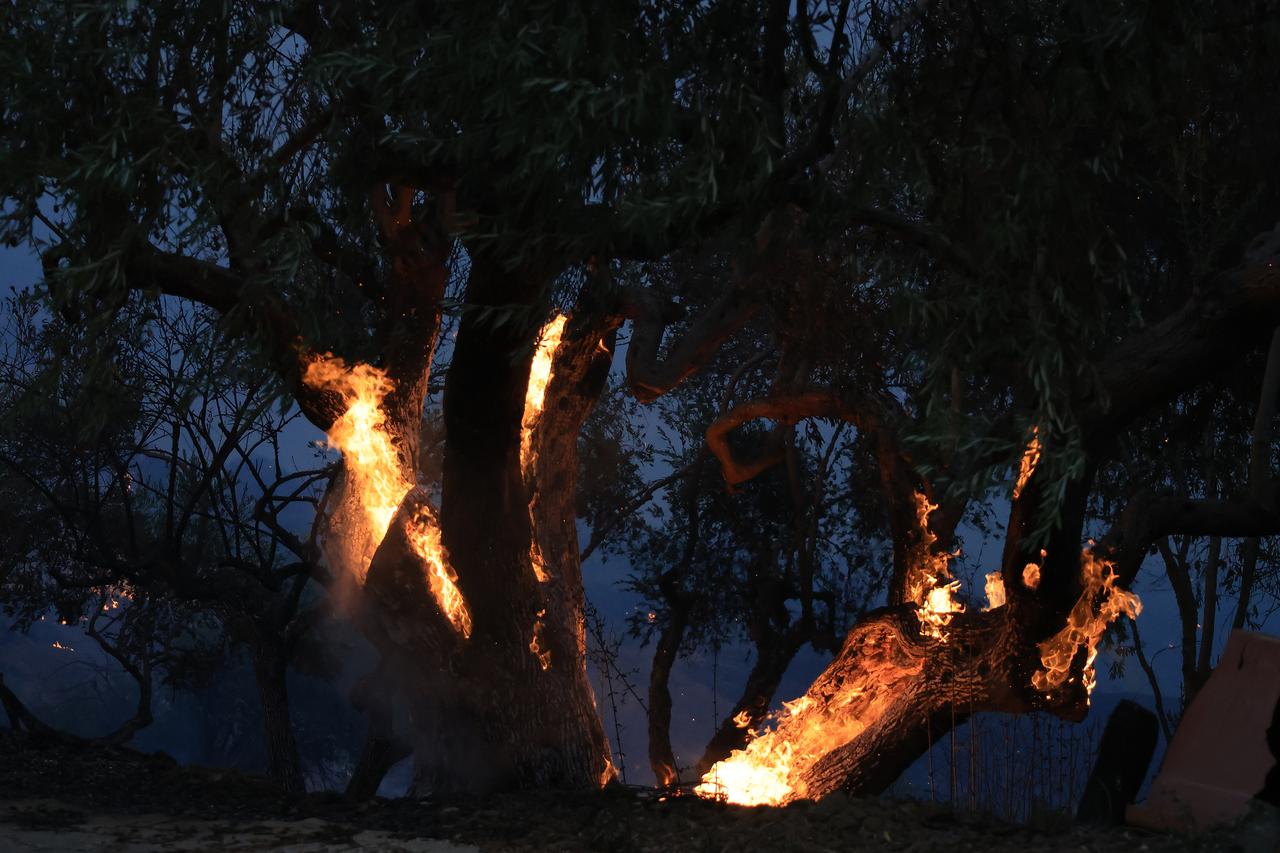 Flames engulf trees as a wildfire burns near Palermo, Sicily, Italy, Aug. 30, 2026. (AA Photo)