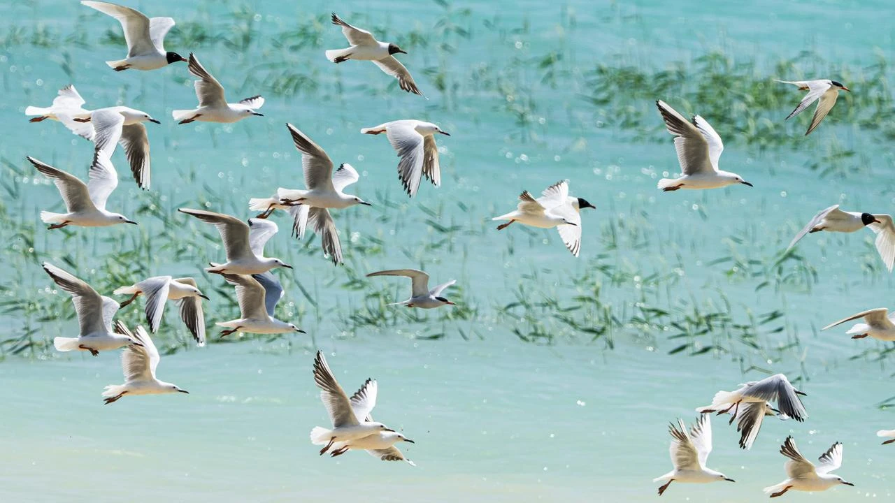 Türkiye's Sanliurfa steppe becomes crossroads for world's rarest birds