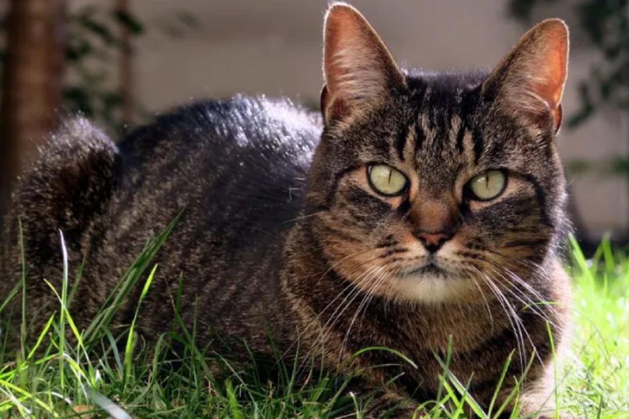 Cat missing for 17 years found in France, set to reunite with owner