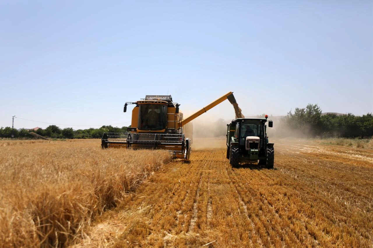A combine harvester transfers freshly harvested grain into a tractor-trailer in Elazig, Türkiye. (AA Photo)