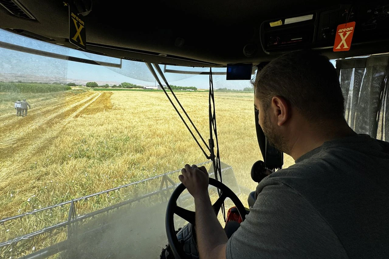 A combine operator navigates through a dense wheat field in Elazig, Türkiye. (AA Photo)