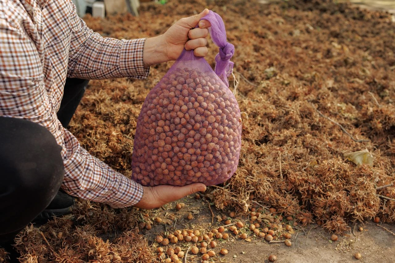 Türkiye raises state hazelnut purchase price by 28% for 2027