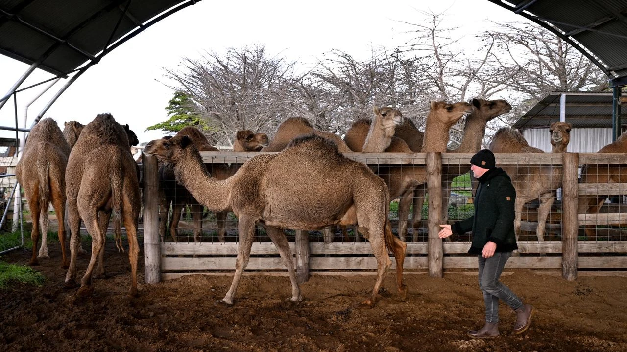 Australia's unlikely love affair with its outback camels