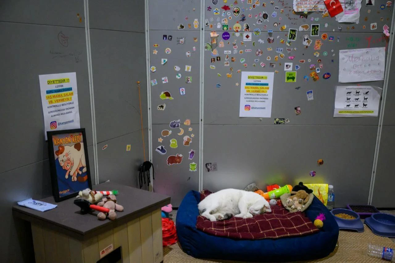 Stray cats may adapt to indoor life more easily than expected, study finds