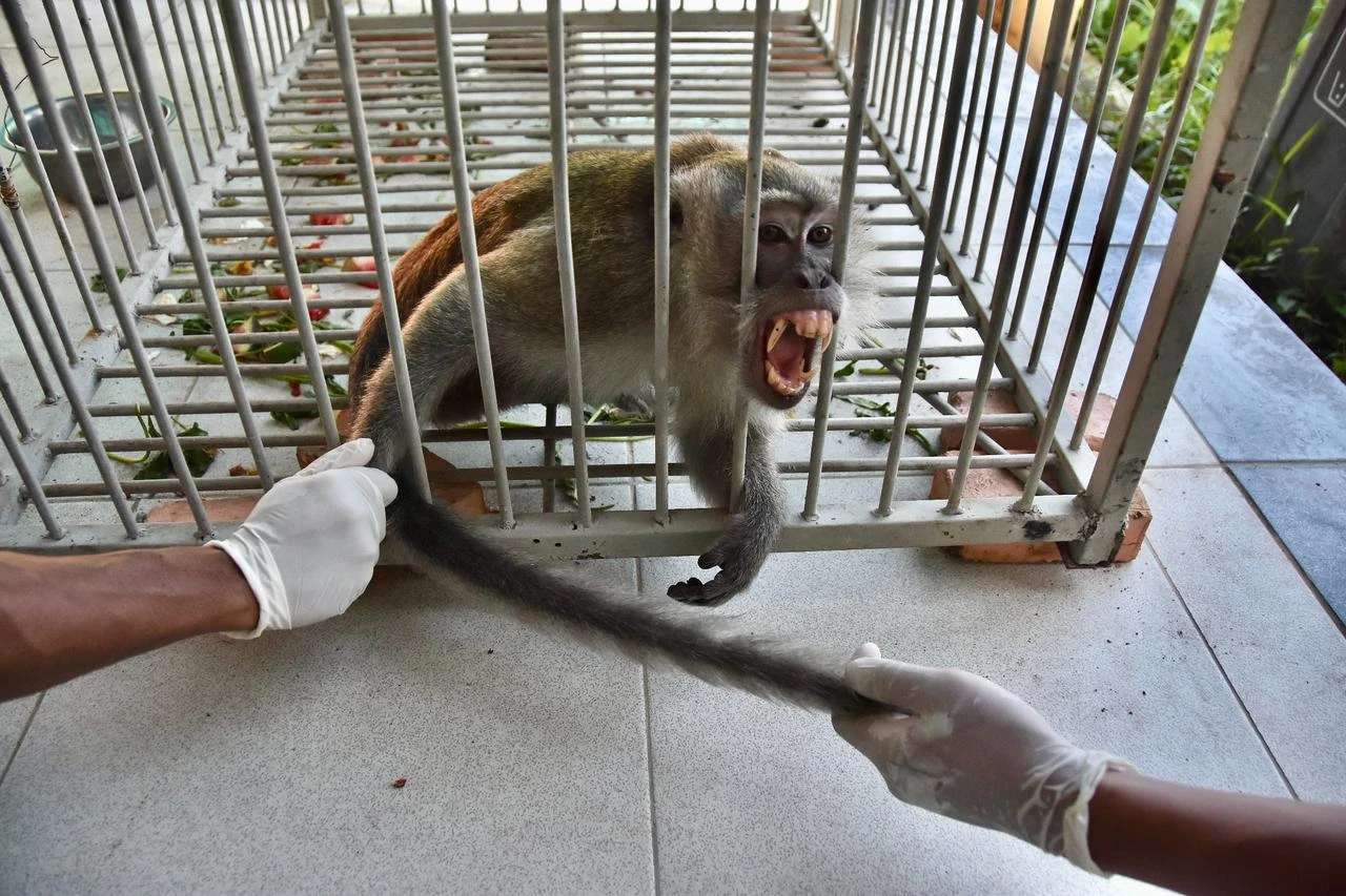 Monkey that injured 18 in Indonesia finally trapped 