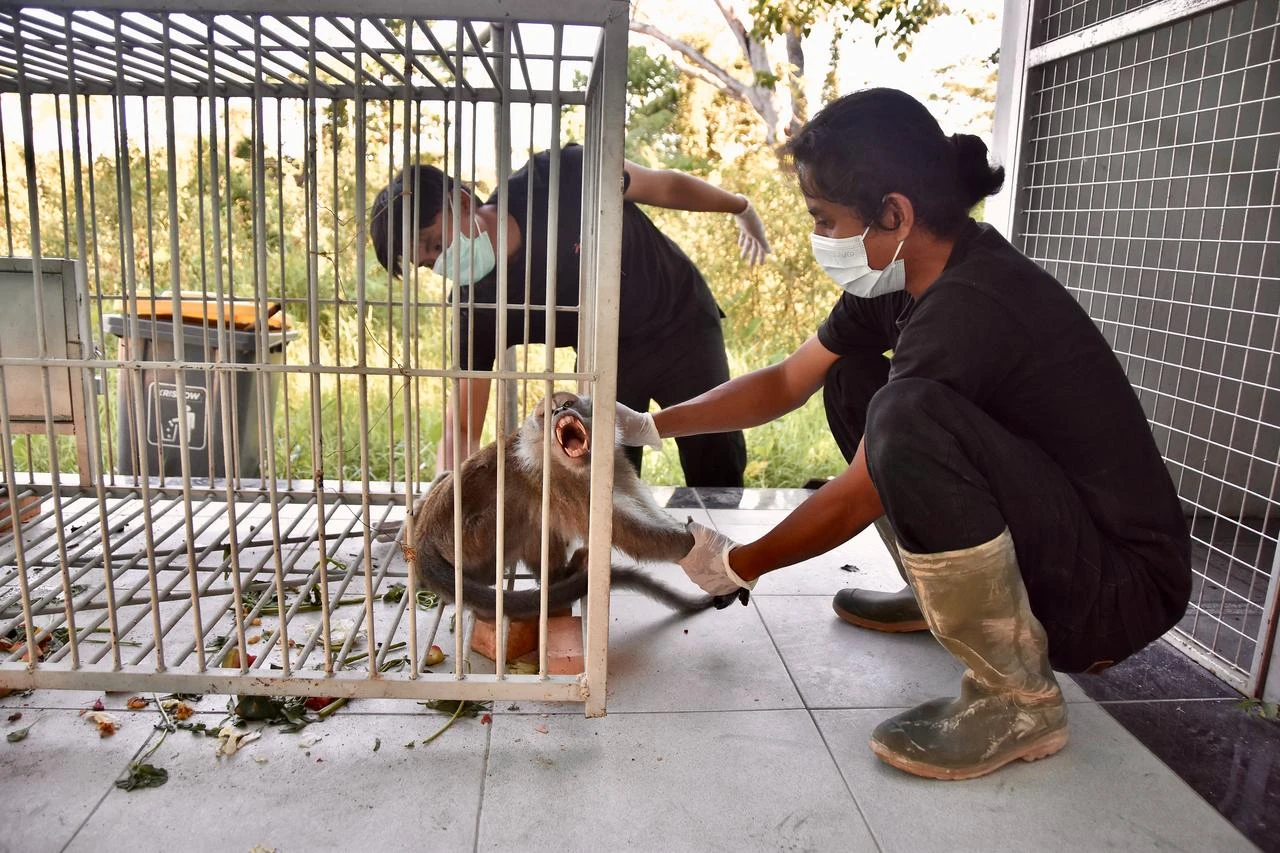 Animal keepers examine long-tailed macaque after it was caught in a trap the previous day, at the Animal Rescue Center (PPS) for observation in Pekanbaru, Riau, on August 7, 2026. (AFP Photo)
