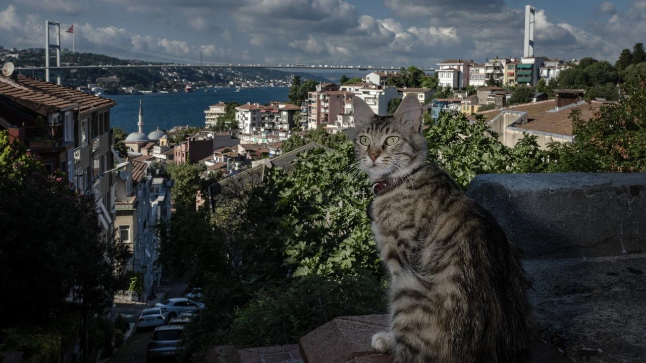 Cats of Istanbul: Familiar faces across a city of millions