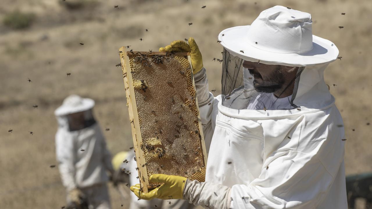 Beekeepers gather geographically indicated Munzur Honey