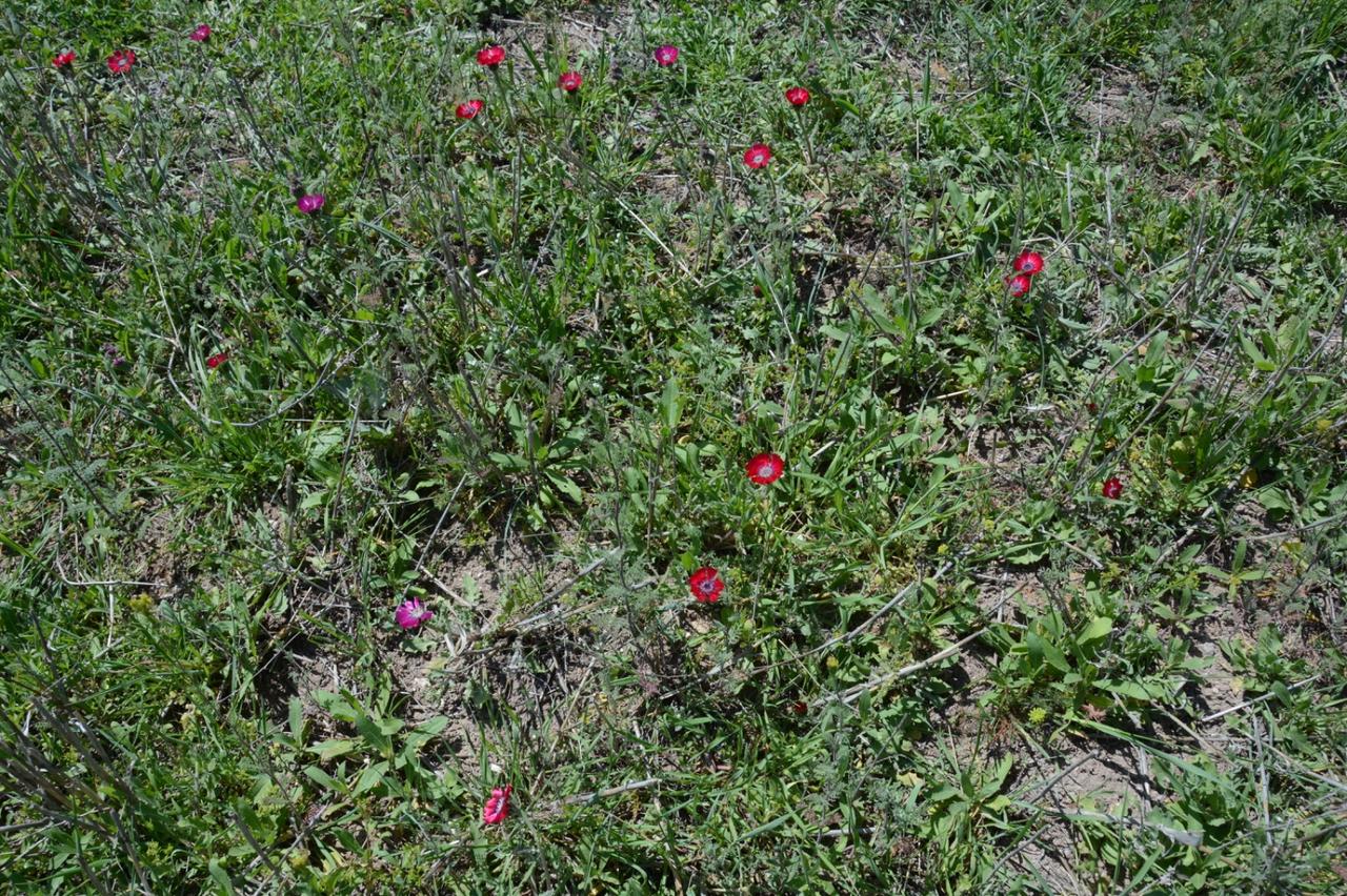 The endemic "love flower" (Centaurea), which today grows only in Ankara's Golbasi district, Türkiye. (Photo via Ministry of Culture and Tourism)